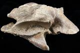 Mosasaur (Platecarpus) Dorsal Vertebra - Kansas #73697-3